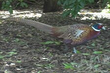 pheasant 6.jpg